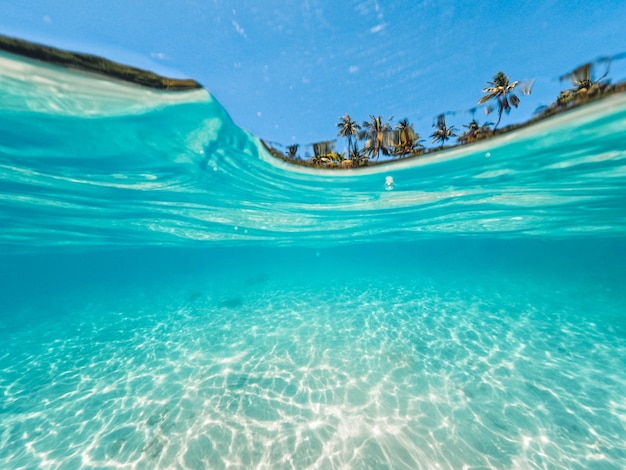 Palma de la isla tropical y bajo el agua