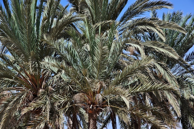 Palma del mar rojo Arabia Saudita