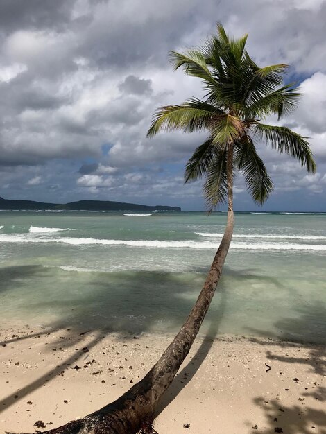 Palma na praia contra o céu