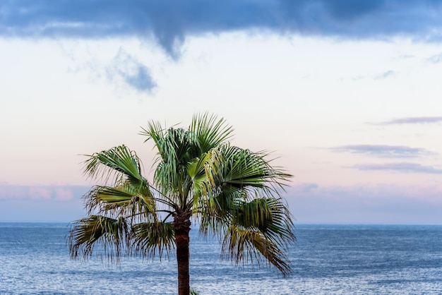 Foto palma na praia contra o céu