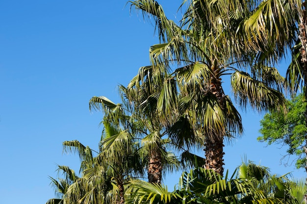 Palma no fundo tropical do fundo do céu azul o conceito de férias de verão