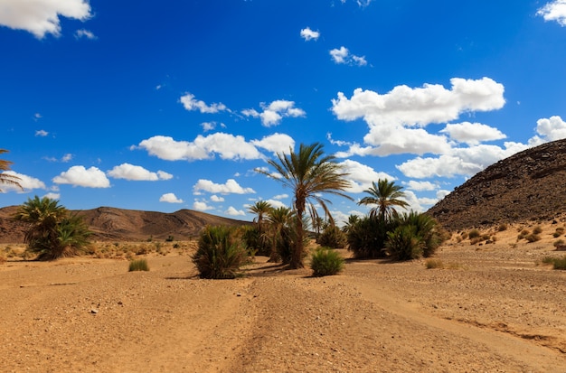 Palma en el oasis del desierto marruecos