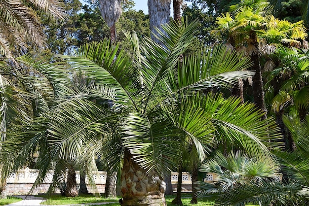 palma en el parque