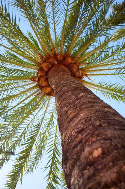 Palma perto do céu azul