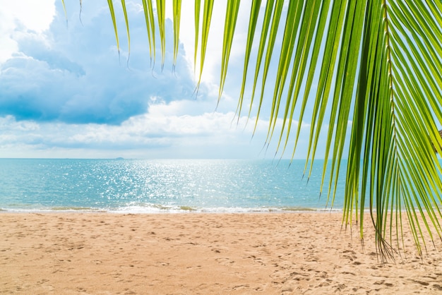 Palma con playa vacía