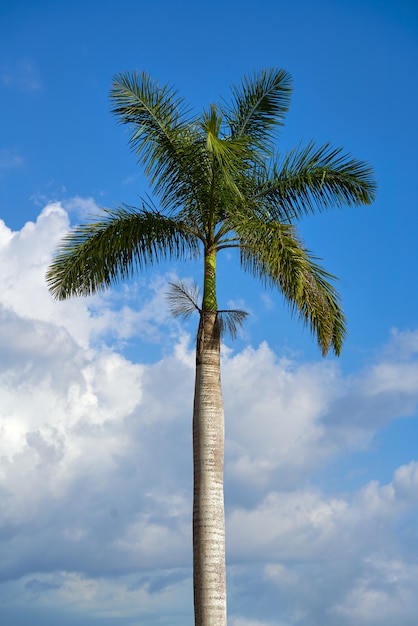 Palma real real palmera en un cielo azul