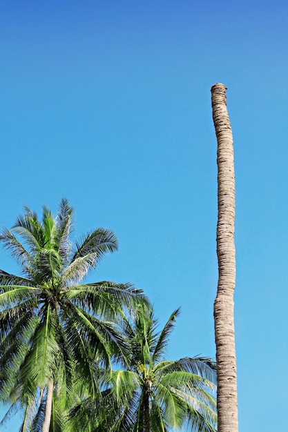 Palma sem topo, problema ecológico