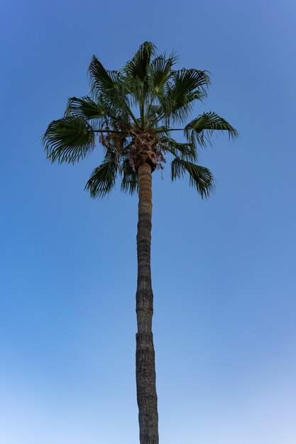 Palma sobre fondo de cielo azul