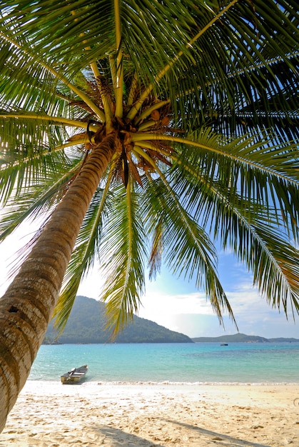 Foto una palma solitaria en una isla desierta tropical.