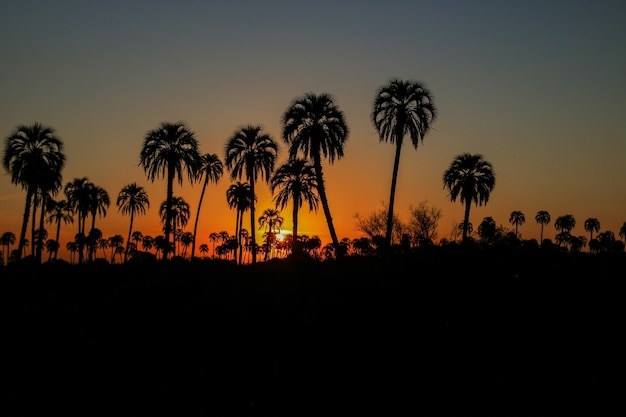 Palmar atardeciendo