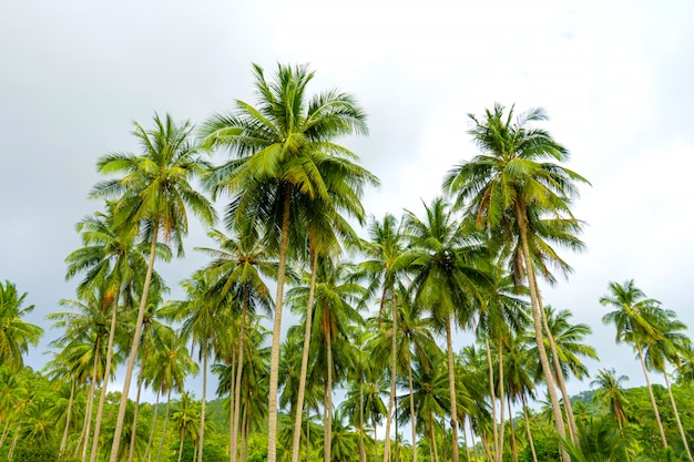 Palmar. Palmeras en la selva tropical. Símbolo de los trópicos y el calor.