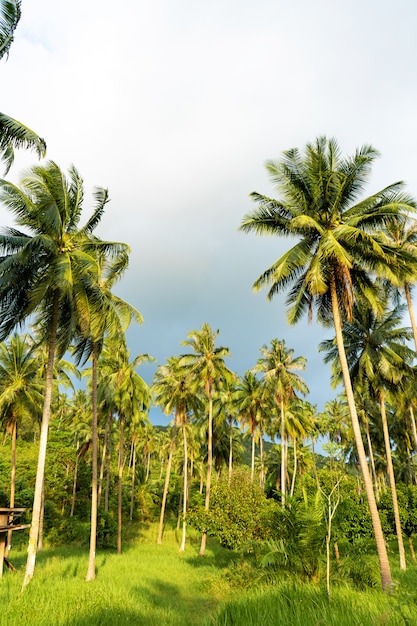 Foto palmar. palmeras en la selva tropical.