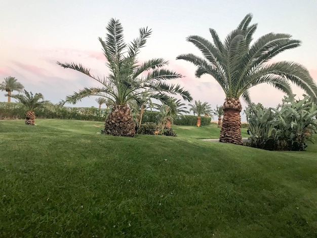 Palmas altas y bajas del desierto tropical del sur con grandes hojas verdes y troncos fuertes y fuertes en un césped verde en las colinas contra un cielo azul de la tarde