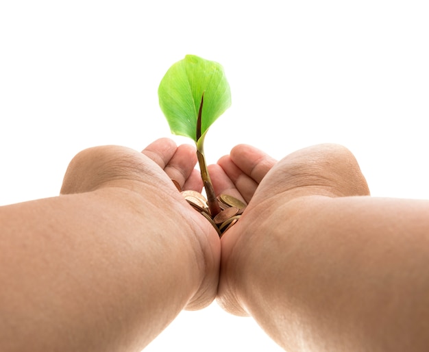 Palmas con un árbol que crece de la pila de monedas