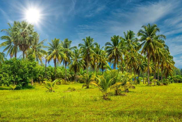 Palmas de coco con campo verde y cielo azul Playa de arena blanca Kh