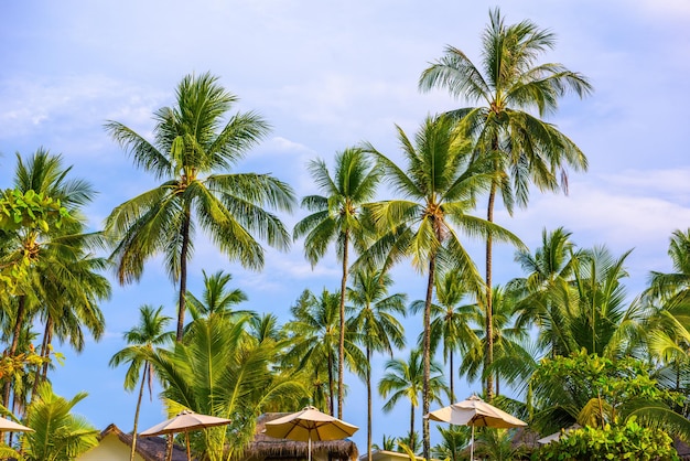 Palmas de coco con campo verde y cielo azul Playa de arena blanca Kh