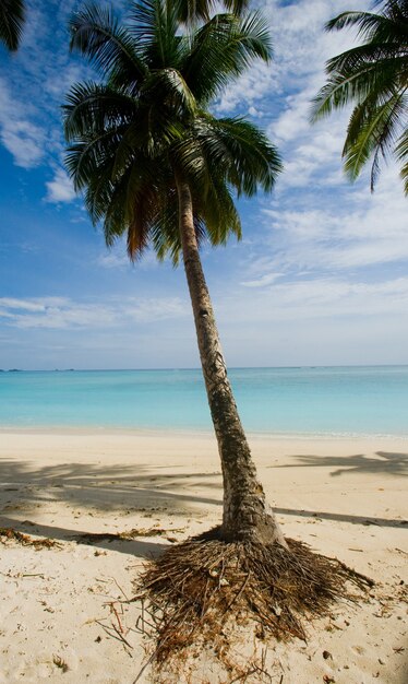 Palmas de coco en el cielo azul. Indonesia. Océano Indio.