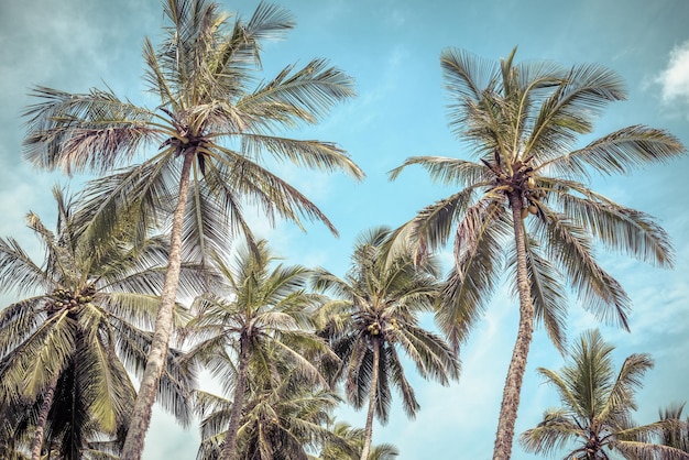 Palmas de coco de una playa tropical en el fondo del cielo azul