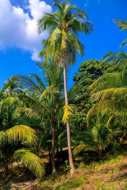 Palmas de coco en las selvas de la isla de Koh Phangan Suratthani Thaila