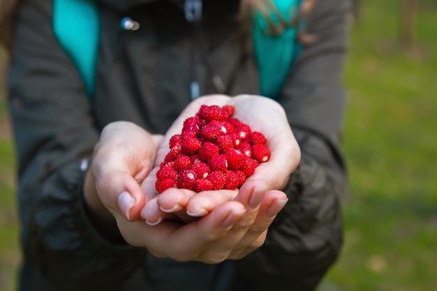 Palmas cruzadas de manos humanas con fresas silvestres