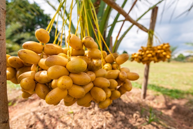 Palmas de data que têm um lugar importante na agricultura desértica avançada. colheita, tamareira. Frutos crus da palma de data (Phoenix dactylifera) que crescem em uma árvore.