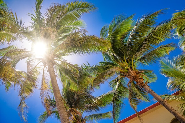 Palmas em um dia ensolarado em Playa del Carmen Yukatan México