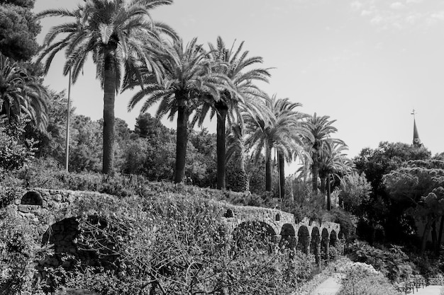 Palmas in spanien, grüner viadukt