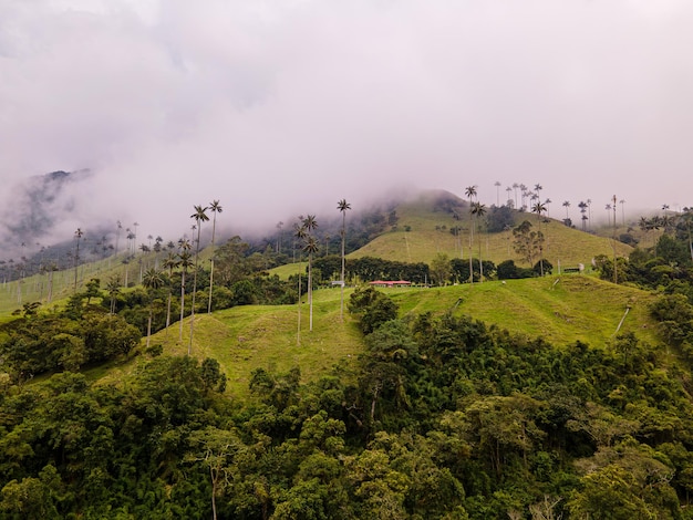 Foto palmas entre montañas y nubes valle de cocora