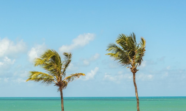 Foto palmbaum am meer gegen den himmel