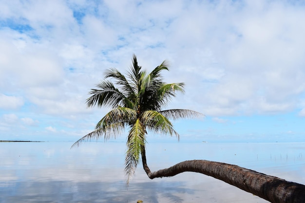 Foto palmbaum am meer gegen den himmel