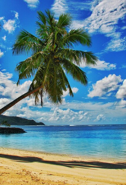 Foto palmbaum am meer gegen den himmel