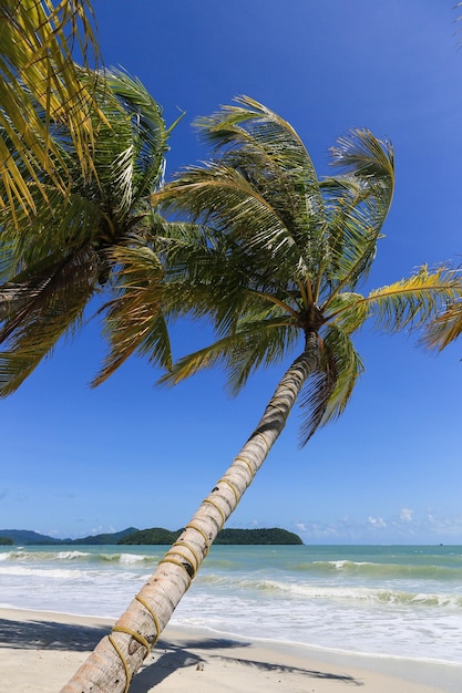 Palmbaum am Meer gegen den klaren blauen Himmel