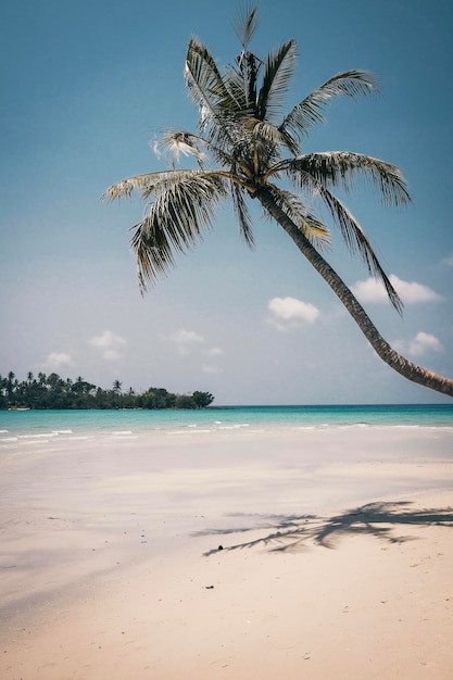 Foto palmbaum am strand gegen den himmel