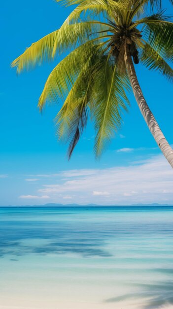 Palmbaum am Strand mit Ozean im Hintergrund Tapeten für Smartphones