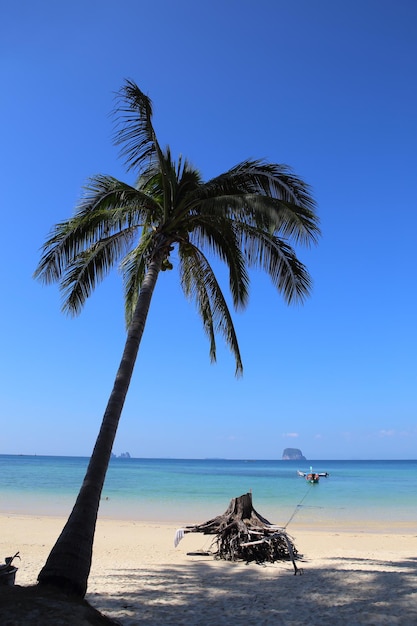Foto palmbaum am strand vor klarem blauen himmel