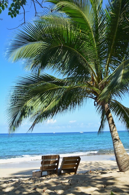 Palmbaum am Strand vor klarem Himmel