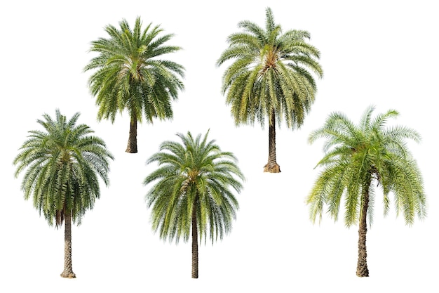 Foto palmbaum auf weißem hintergrund zur dekoration von gärten und parks