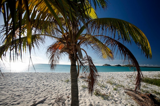 Palmbaum wächst am Strand vor klarem Himmel