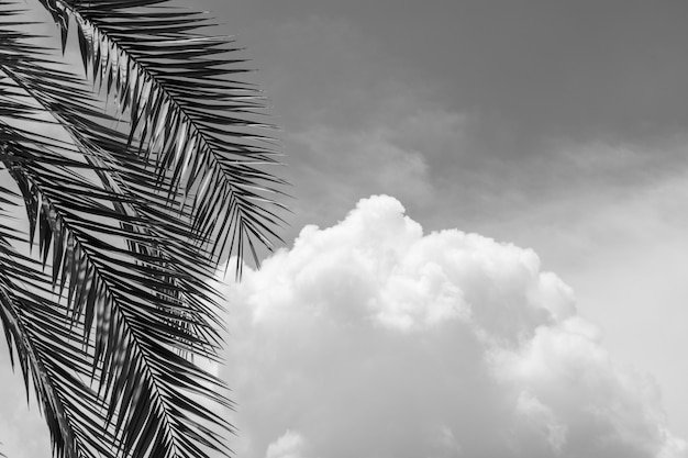 Palmblätter am Himmel im Sommer