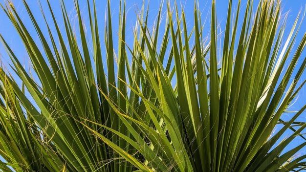 Palmblätter auf blauem Himmelshintergrund im Sommer