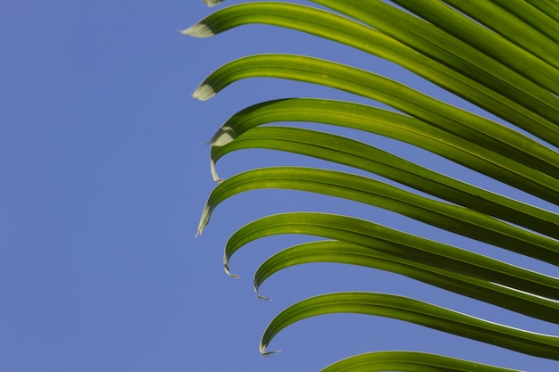 Palmblätter auf hintergrund des blauen himmels