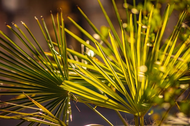 Foto palmblätter-detail