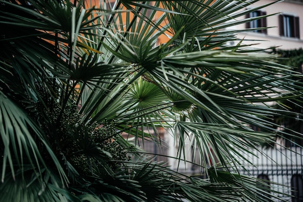 Palmblätter dunkelgrüner Hintergrund Sommer tropischer Hintergrund