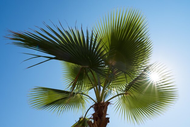 Palmblätter gegen den blauen Himmel