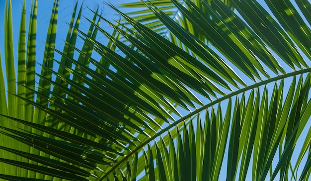 Palmblätter gegen den Himmel. Selektiver Fokus. Natur.