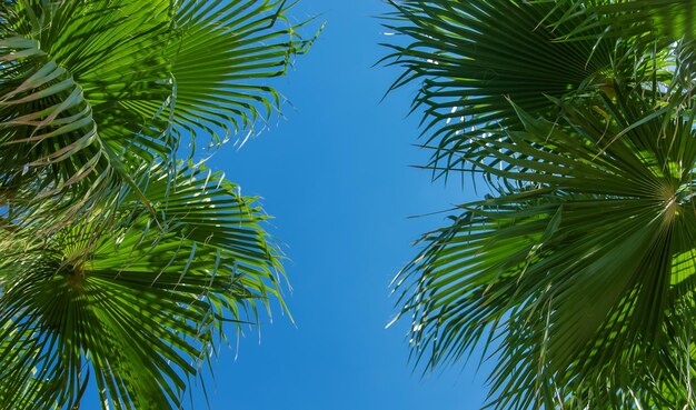 Palmblätter gegen den Himmel. Selektiver Fokus. Natur.