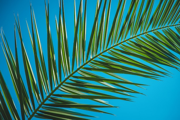 Palmblätter gegen den Himmel. Selektiver Fokus.