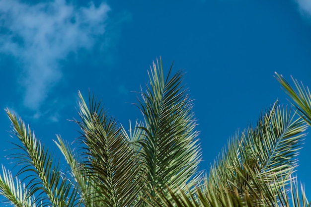 Palmblätter gegen den Himmel. Selektiver Fokus