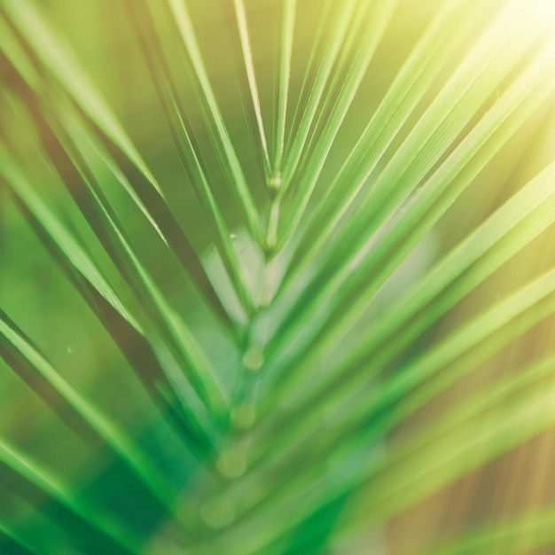 Palmblätter im Sonnenlicht Sommerzeit Hintergründe und Urlaubskonzept