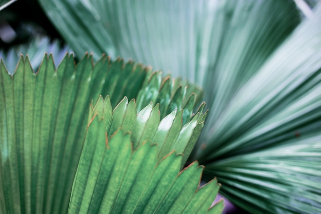 Palmblätter im Sonnenlicht.